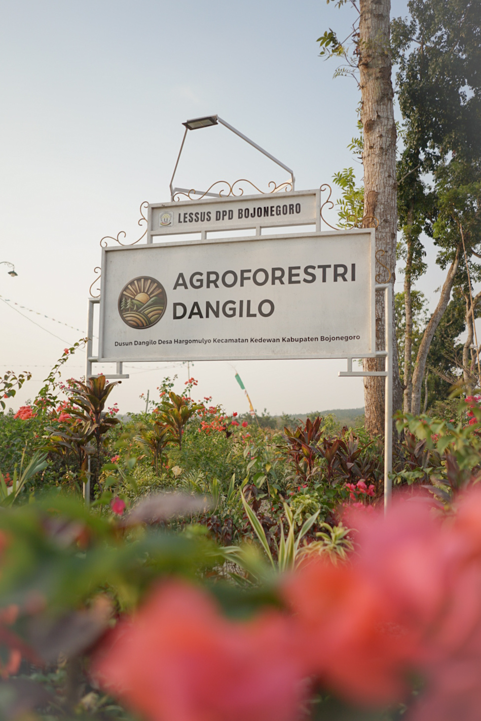 Kawasan Agroforestri Dangilo