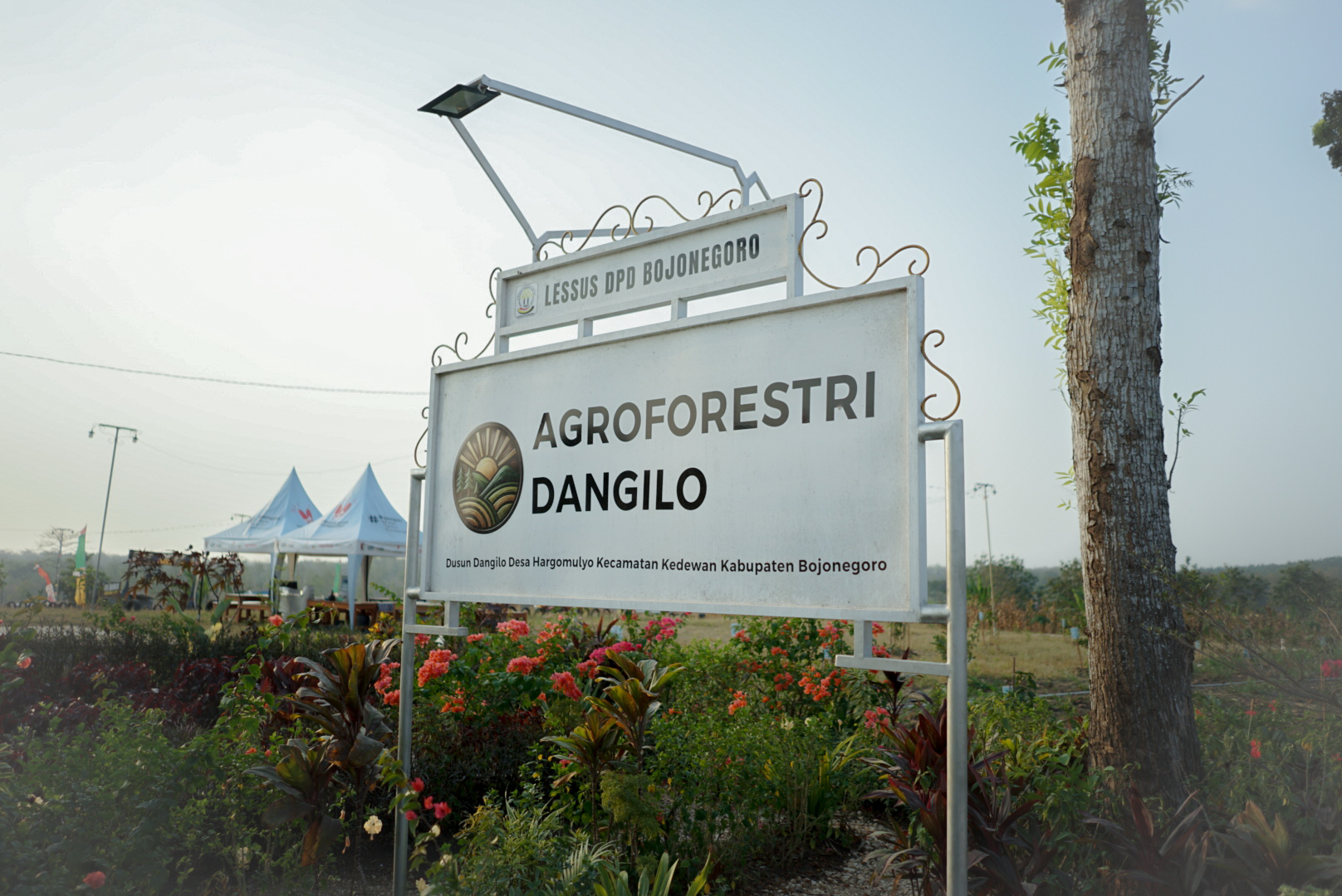 Kebun Jagung Agroforestri Dangilo