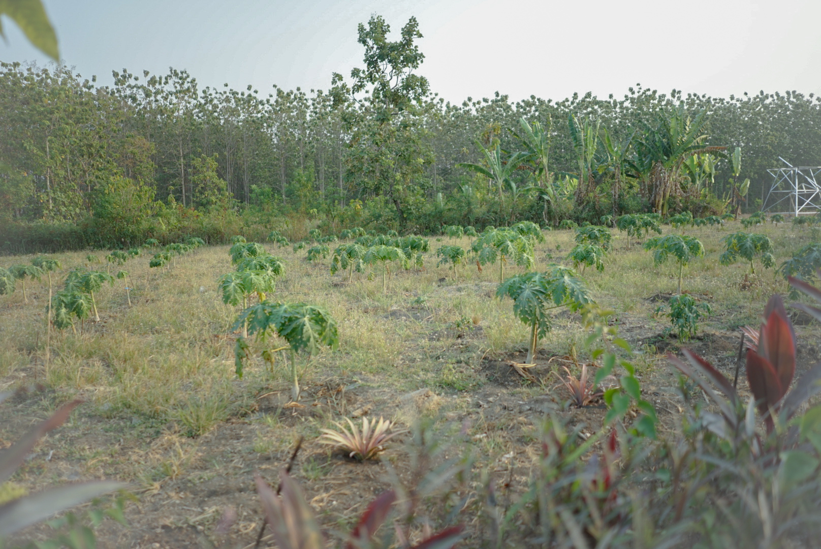 Dokumentasi Agroforestri Dangilo