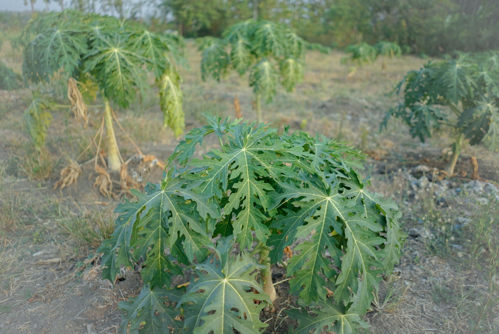 Dokumentasi Agroforestri Dangilo