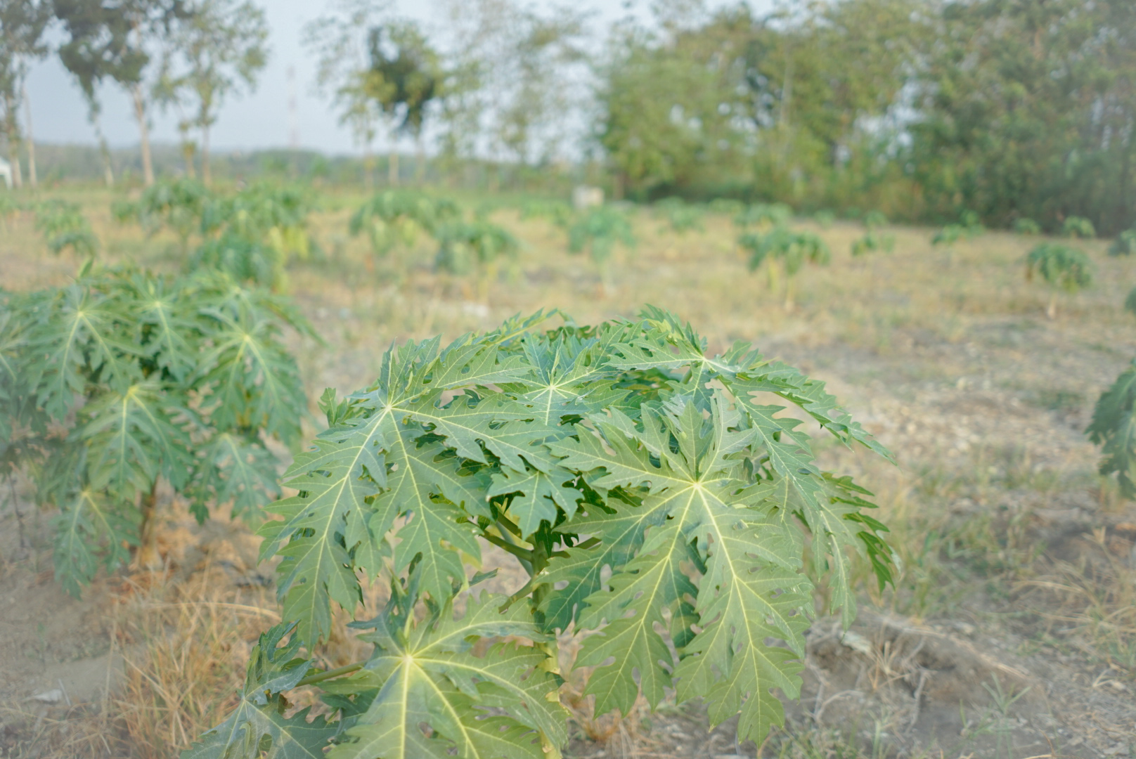 Dokumentasi Agroforestri Dangilo